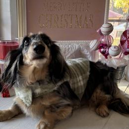 Estrella - Black and cream female Dachshund puppy in Crestview, Florida from Neverending Dachies