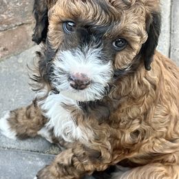 Aussiedoodle and Bernedoodle Puppies from LolliPop Farms