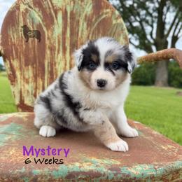 Mystery - Blue merle female Australian Shepherd puppy in El Dorado Springs, Missouri from OR Aussies