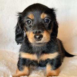 Black and Tan - Black and tan female Dachshund puppy in Harmony, North Carolina from Schuster Haus