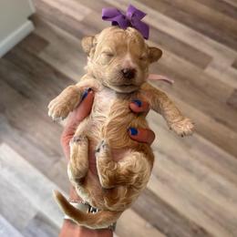 Snappy - Apricot female Goldendoodle puppy in Hot Springs, Arkansas from Hot Springs Kennels