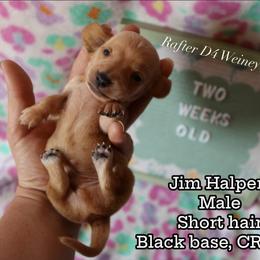 Boy 1 - male Dachshund puppy in Ridgeville, Indiana from Rafter D4 Ranch - Mini Dachshunds