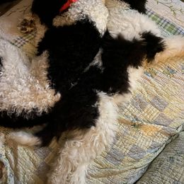 Sheepadoodle Puppies from Roughneck Doodles