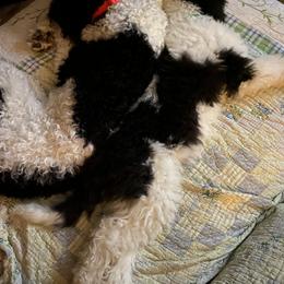 Sheepadoodle Puppies from Roughneck Doodles