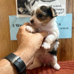 Girl 1 - Parti female Yorkshire Terrier puppy in Bear Creek, North Carolina from Yorkie Time