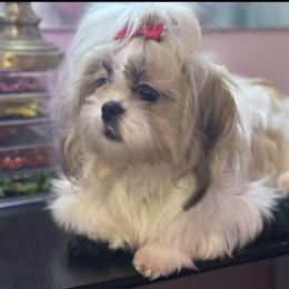 Ivy - Gold and white female Shih Tzu puppy in Roseville, Michigan from Diamond Paws LLC