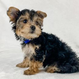 Dachshund, Great Dane, and Yorkshire Terrier Puppies from WZ Kennels