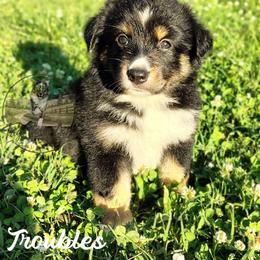 Troubles - Black tri female Miniature Australian Shepherd puppy in Muskogee, Oklahoma from Tagalong Lane Australian shepherds
