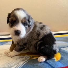 Beau - Blue merle male Australian Shepherd puppy in Harrah, Oklahoma from Kamm's Aussies