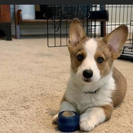 Pembroke Welsh Corgi Puppies from Coyote Creek Corgis