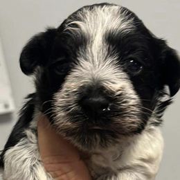 Miniature Schnauzers from Mike's Miniature Schnauzers