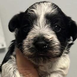 Miniature Schnauzers from Mike's Miniature Schnauzers