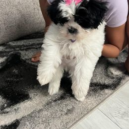 Shihpoo and Shih Tzu Puppies from The Luckie Puppy