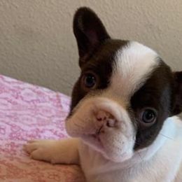 French Bulldogs from Highway_Bullyz