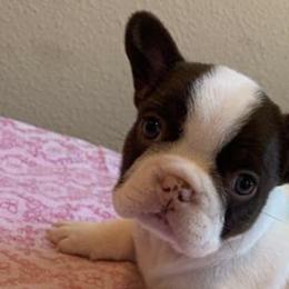 French Bulldogs from Highway_Bullyz