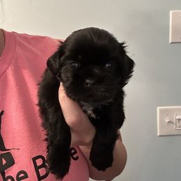 Catwoman - Black female Shih Tzu puppy in North Carolina from PAWSitive Breeders of the Carolinas