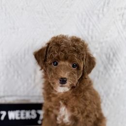 Cereal - Red  female Poodle puppy in Florida from Adorable Toy-Miniature Poodles