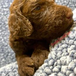Goldendoodle and Poodle Puppies from SnickerDoodlePups