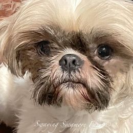 Dumplin - Shih Tzu