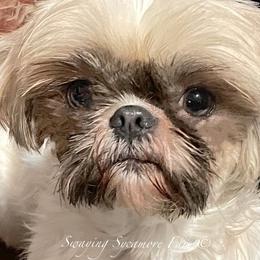 Dumplin - Shih Tzu