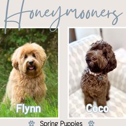 Australian Labradoodle puppies from South Sound Labradoodles