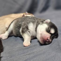 Girl 1 (name TBD) - Black and white female Pomsky puppy in Southern California, California from SoCal Pomskies LLC