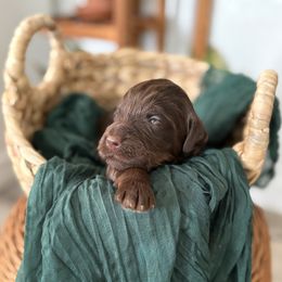 Girl 3 - Phantom female Goldendoodle puppy in Washington, Illinois from Lola Bear Goldendoodles