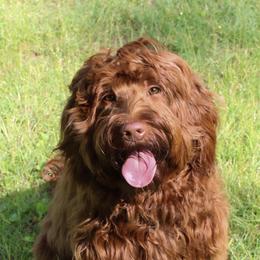 Dolly - Goldendoodle