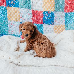 Black - Red  male Poodle puppy in Las Vegas, Nevada from Vegas Toy Poodles
