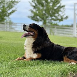 Merci - Bernese Mountain Dog