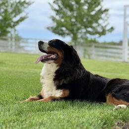 Merci - Bernese Mountain Dog