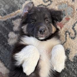 Mozart - Black tri male Miniature Australian Shepherd puppy in Clarksville, Tennessee from Southern Oak Pups