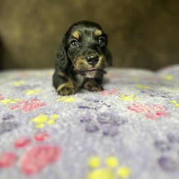 Dachshund Puppies from JBDKennel