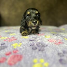 Dachshund Puppies from JBDKennel