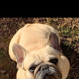 Tilly - French Bulldog
