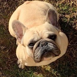 Tilly - French Bulldog