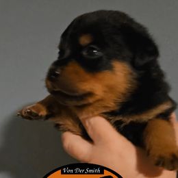 Orange collar Girl 3 - Black and mahogany female Rottweiler puppy in Shepherdsville, Kentucky from Rottie Squad Kennel