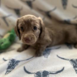 Callie - Dapple female Dachshund puppy in Sallisaw, Oklahoma from Wild West Dachshunds