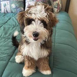 Bernedoodle puppies from Peanut Butter Doodles