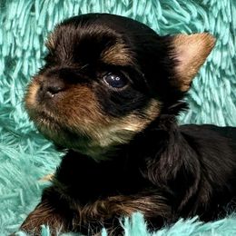 Yorkshire Terriers from Big Sky Yorkies