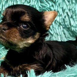 Yorkshire Terriers from Big Sky Yorkies