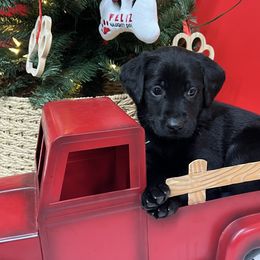 Green - Black male Labrador Retriever puppy in Heath Springs, South Carolina from Rich Hill Retrievers