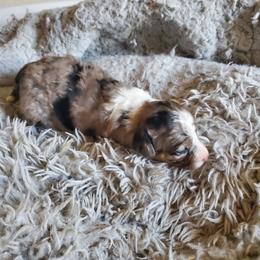 Aussiedoodle Puppies from Down Under Doodles