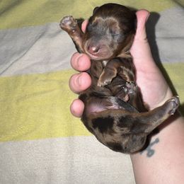 Chestnut - Dapple male Dachshund puppy in Hilliard, Florida from Wiggle Weens