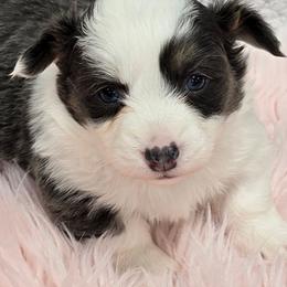 BLUE - Gray and white male American Corgi puppy in Walker, Iowa from Double K Corgis