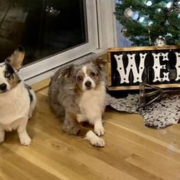 American Corgis from Emily Wellington's American Corgis