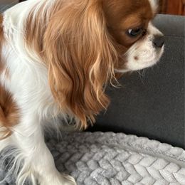 Danny - Cavalier King Charles Spaniel