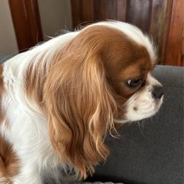 Danny - Cavalier King Charles Spaniel