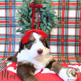 Mocha - Red tri-color female Aussiedoodle puppy in Land O' Lakes, Florida from Olive’s Little Farmhouse Doodles