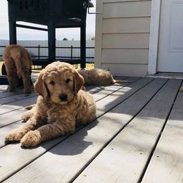 Goldendoodle Puppies from Penny Doodles